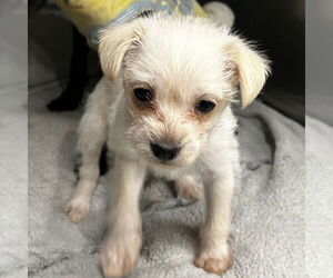 Chihuahua-Unknown Mix Dogs for adoption in Chico, CA, USA