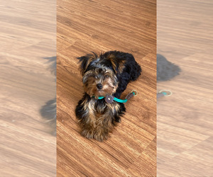 Yorkshire Terrier Puppy for sale in SAN MARCOS, TX, USA