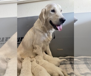Mother of the English Cream Golden Retriever puppies born on 11/22/2024