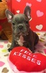 Small Photo #2 French Bulldog Puppy For Sale in OCEANSIDE, CA, USA