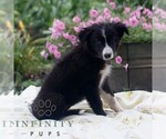 Small #2 Border Collie
