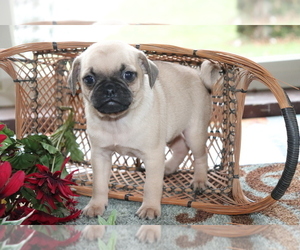 Jug-Pug Mix Puppy for sale in SHILOH, OH, USA