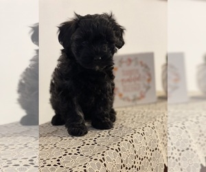 Maltipoo Puppy for sale in CLEVELAND, TN, USA