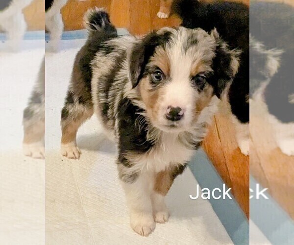 Medium Photo #16 Australian Shepherd Puppy For Sale in PAMPLIN, VA, USA