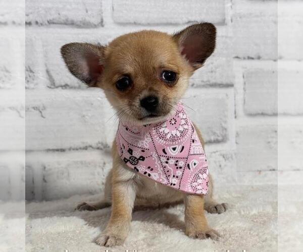 Medium Photo #20 Chihuahua Puppy For Sale in AVONDALE ESTATES, GA, USA