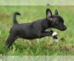 Small #3 Chihuahua Mix