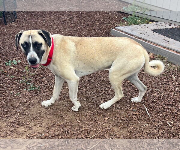 Medium Photo #4  Puppy For Sale in , 