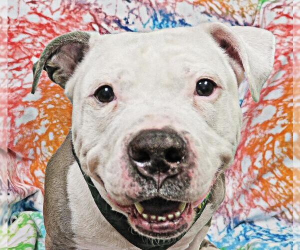 Medium Photo #9 American Pit Bull Terrier-Unknown Mix Puppy For Sale in Spring Lake, NJ, USA