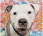 Small #8 American Pit Bull Terrier Mix