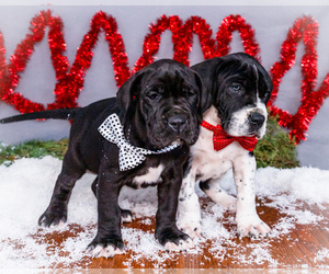 Great Dane Puppy for Sale in WAKARUSA, Indiana USA