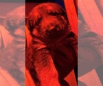 Small Photo #31 German Shepherd Dog Puppy For Sale in HEDGESVILLE, WV, USA