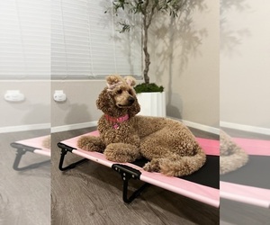 Mother of the Poodle (Standard) puppies born on 11/24/2025