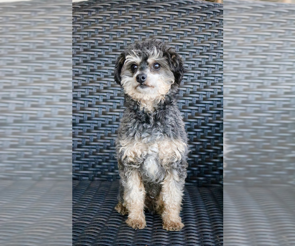 Medium Photo #1 Neapolitan Mastiff-Poodle (Toy) Mix Puppy For Sale in GOSHEN, IN, USA