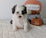 Small #5 ShihPoo