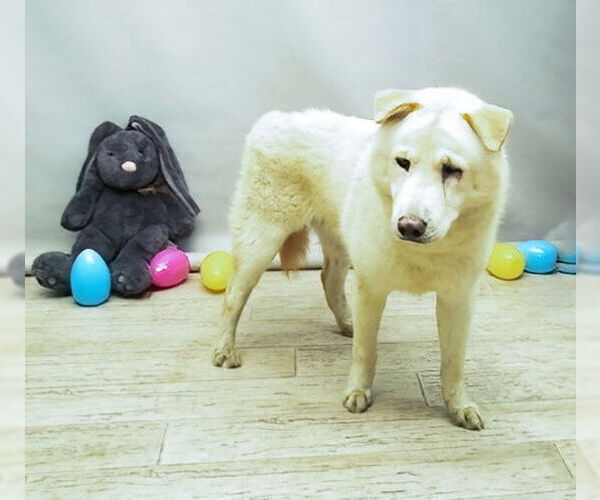 Medium Photo #1 Chow Chow-German Shepherd Dog Mix Puppy For Sale in Sanford, FL, USA