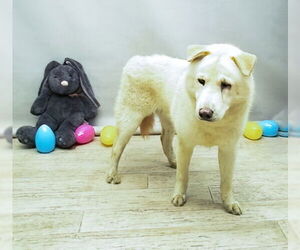 Chow Chow-German Shepherd Dog Mix Dogs for adoption in Sanford, FL, USA