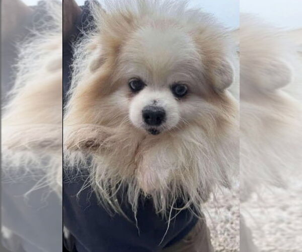 Medium Photo #8 Pomeranian-Unknown Mix Puppy For Sale in Farmington, MN, USA