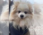 Small #7 Pomeranian Mix