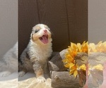 Small #2 Australian Shepherd