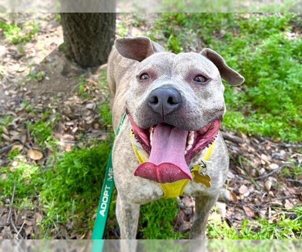 Medium Photo #2 American Pit Bull Terrier Puppy For Sale in Pasadena, CA, USA
