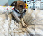Small #5 Chihuahua Mix