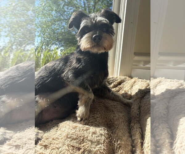 Medium Photo #4 Mutt Puppy For Sale in Bellevue, WA, USA