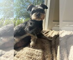 Small #3 Mutt
