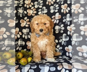 Goldendoodle (Miniature) Puppy for sale in KIRKWOOD, PA, USA