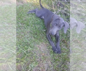 Blue Lacy Puppy for sale in MANVEL, TX, USA