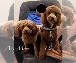 Small #3 Goldendoodle (Miniature)
