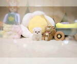 Small Photo #3 Maltese Puppy For Sale in Seoul, Seoul, Korea, South