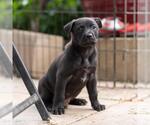 Small #1 Labrador Retriever Mix