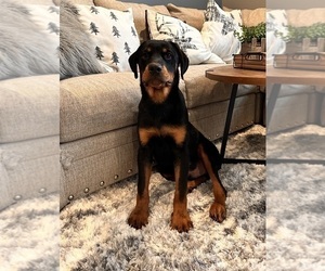 Rottweiler Puppy for sale in GREENWOOD, IN, USA