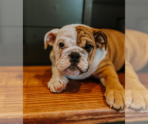 English Bulldog Puppy for sale in WEST PLAINS, MO, USA