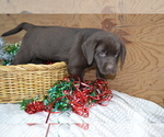 Small #3 Labrador Retriever