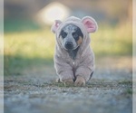 Puppy 1 Australian Cattle Dog