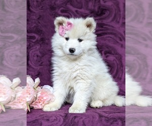 Samoyed Puppy for sale in HOLTWOOD, PA, USA