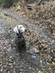 Small Photo #1 Labrador Retriever Puppy For Sale in MANASSAS, VA, USA