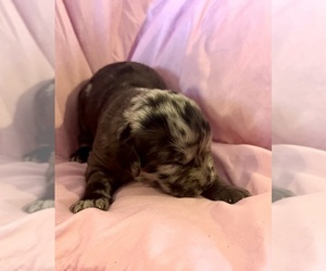 Newfypoo Puppy for sale in STRATFORD, IA, USA