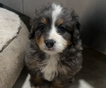 Small #2 Bernedoodle (Miniature)