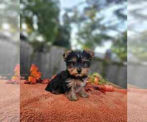 Yorkshire Terrier Puppy for Sale in INDIANAPOLIS, Indiana USA