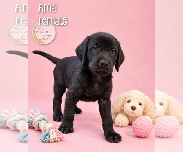 Medium Photo #1 Doodleman Pinscher Puppy For Sale in Benton, LA, USA