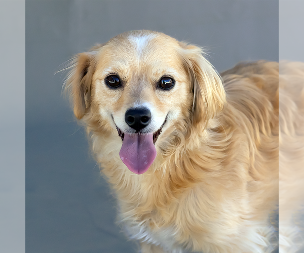 Medium Photo #1 Spaniel-Unknown Mix Puppy For Sale in Pasadena, CA, USA