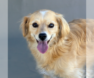 Medium Spaniel Mix