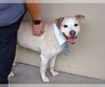 Small #2 Labrador Retriever Mix
