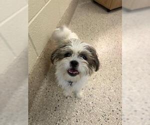 Shih Tzu Dogs for adoption in Brighton, CO, USA