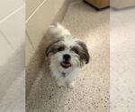 Small Shih Tzu