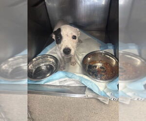 American Pit Bull Terrier Dogs for adoption in San Bernardino, CA, USA