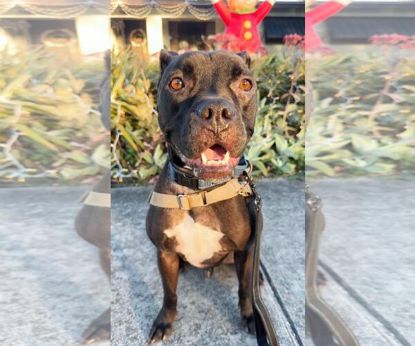 Medium Photo #4 Mutt Puppy For Sale in Pompano Beach , FL, USA