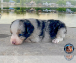 Small Photo #14 Miniature Australian Shepherd Puppy For Sale in GRANBURY, TX, USA